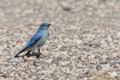 Mountain Bluebird, Sialia currucoides