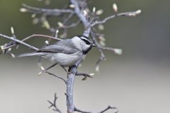 Mountain Chickadee, Poecile gambeli