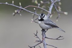 Mountain Chickadee, Poecile gambeli