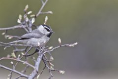 Mountain Chickadee, Poecile gambeli