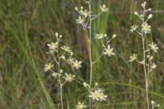 Mountain Deathcamas, Anticlea elegans