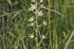 Mountain Deathcamas, Anticlea elegans