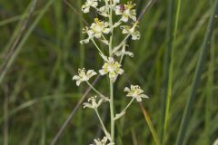 Mountain Deathcamas, Anticlea elegans