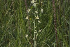 Mountain Deathcamas, Anticlea elegans