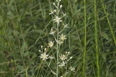 Mountain Deathcamas, Anticlea elegans