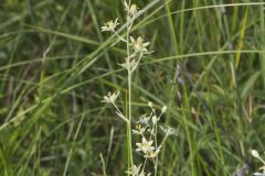 Mountain Deathcamas, Anticlea elegans