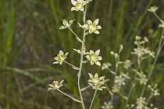 Mountain Deathcamas, Anticlea elegans