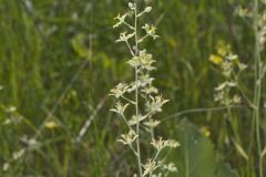 Mountain Deathcamas, Anticlea elegans