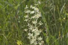 Mountain Deathcamas, Anticlea elegans