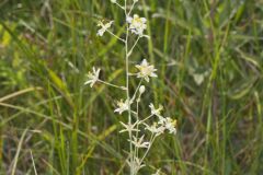 Mountain Deathcamas, Anticlea elegans