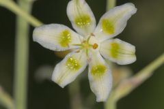 Mountain Deathcamas, Anticlea elegans