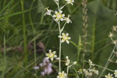 Mountain Deathcamas, Anticlea elegans