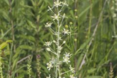 Mountain Deathcamas, Anticlea elegans