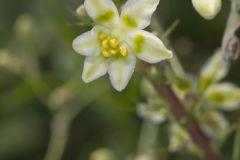 Mountain Deathcamas, Anticlea elegans