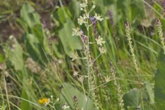 Mountain Deathcamas, Anticlea elegans