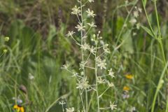 Mountain Deathcamas, Anticlea elegans