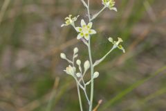 Mountain Deathcamas, Anticlea elegans