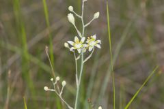 Mountain Deathcamas, Anticlea elegans