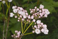 Mountain Laurel, Kalmia latifolia