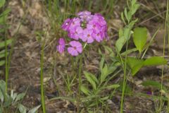 Mountain Phlox, Phlox latifolia