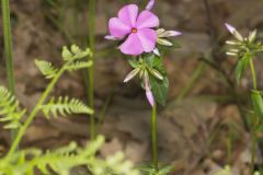 Mountain Phlox, Phlox latifolia