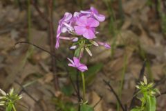 Mountain Phlox, Phlox latifolia