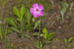 Mountain Phlox, Phlox latifolia