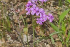 Mountain Phlox, Phlox latifolia