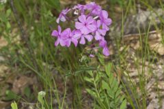 Mountain Phlox, Phlox latifolia