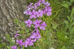 Mountain Phlox, Phlox latifolia