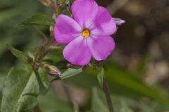 Mountain Phlox, Phlox latifolia