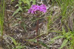 Mountain Phlox, Phlox latifolia