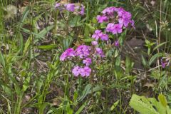 Mountain Phlox, Phlox latifolia