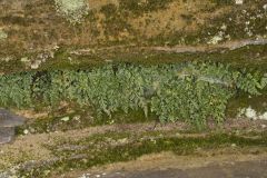 Mountain Spleenwort, Asplenium montanum
