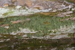 Mountain Spleenwort, Asplenium montanum