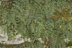 Mountain Spleenwort, Asplenium montanum