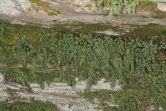 Mountain Spleenwort, Asplenium montanum