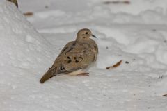 Mourning Dove, Zenaida macroura