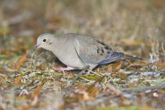 Mourning Dove, Zenaida macroura