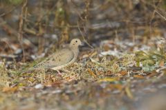 Mourning Dove, Zenaida macroura