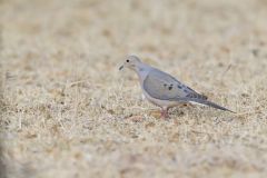 Mourning Dove, Zenaida macroura