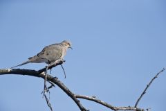 Mourning Dove, Zenaida macroura