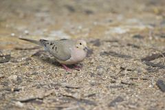 Mourning Dove, Zenaida macroura