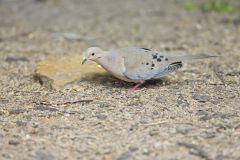 Mourning Dove, Zenaida macroura