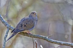 Mourning Dove, Zenaida macroura