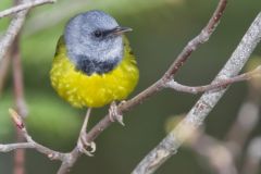 Mourning Warbler, Geothlypis philadelphia