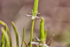 Mouse-tail, Myosurus minimus