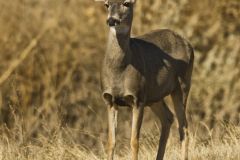 Mule Deer, Odocoileus hemionus