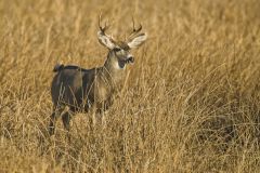 Mule Deer, Odocoileus hemionus