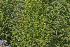 Mullein Foxglove, Dasistoma macrophylla